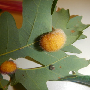 Roots, Shoots, Fruits & Flowers: Blackberry Leafspots, Sickly Hydrangea, Groundsel Bush, and Woolly Oak Galls 